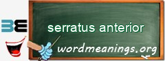 WordMeaning blackboard for serratus anterior